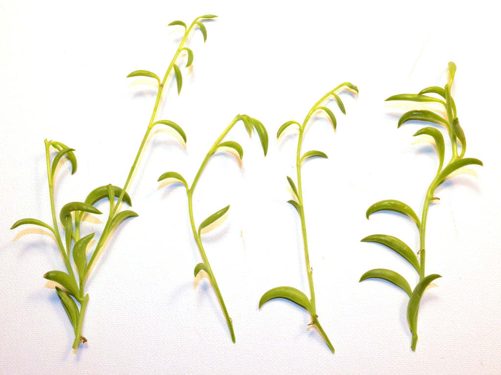 Senecio radicans String of Bananas