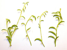 Load image into Gallery viewer, Senecio radicans String of Bananas