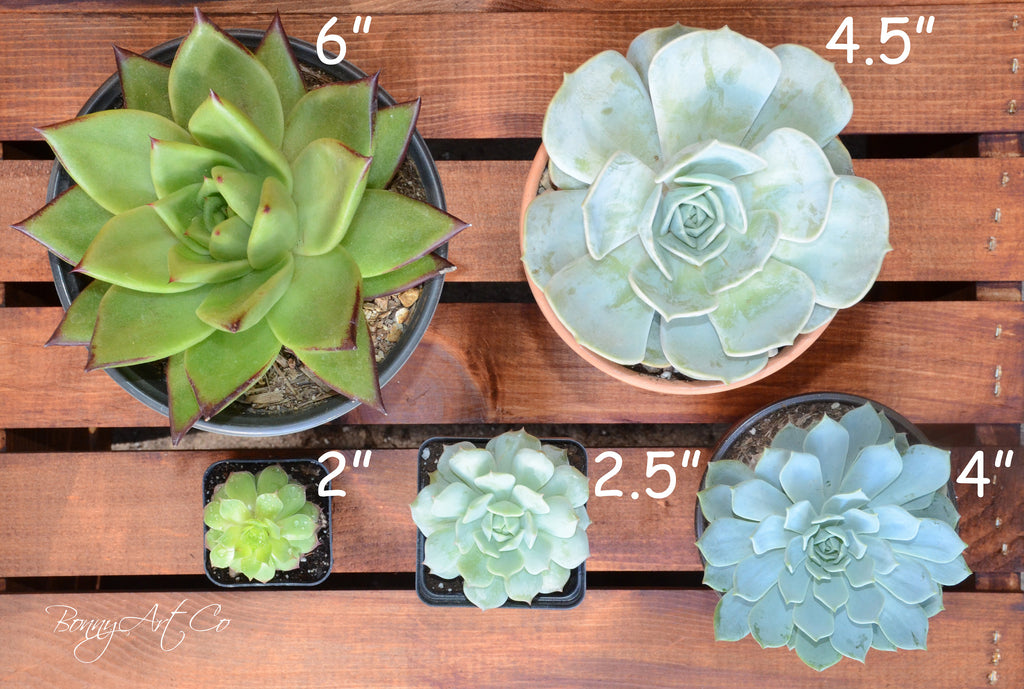 Aptenia Cordifolia "Red Apple" ice plant / ground cover / container filler