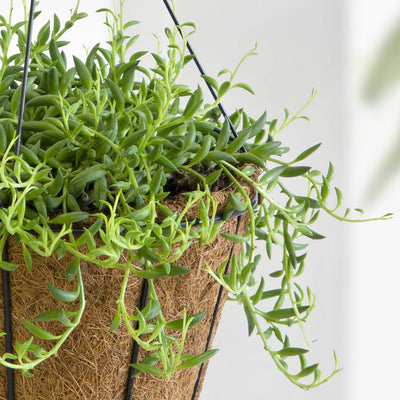Senecio radicans String of Bananas