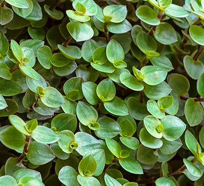 Bolivian Wandering Jew cuttings