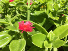 Load image into Gallery viewer, Aptenia Cordifolia "Red Apple" ice plant / ground cover / container filler