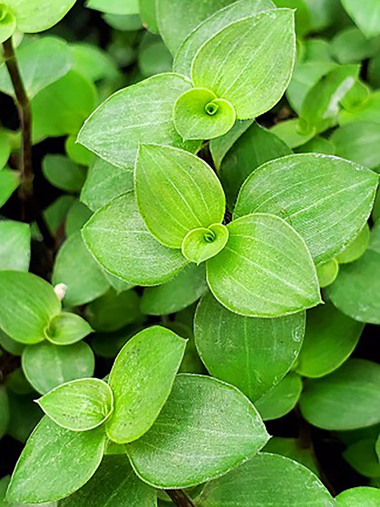 Bolivian Wandering Jew cuttings