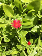Load image into Gallery viewer, Aptenia Cordifolia "Red Apple" ice plant / ground cover / container filler