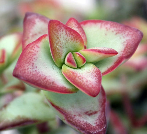 Crassula Sun Star