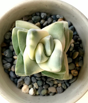 Variegated Crassula Moon Glow - Premium Cutting